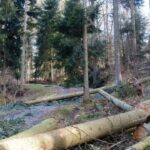 accident februarie austria forest