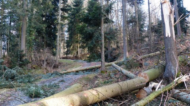 accident februarie austria forest