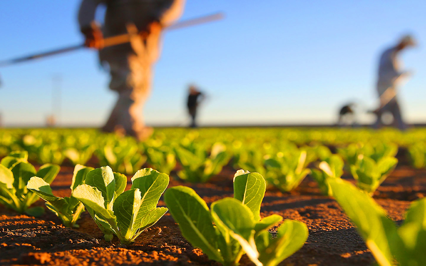 agricultura romania