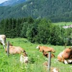 ajutr agricultura austria