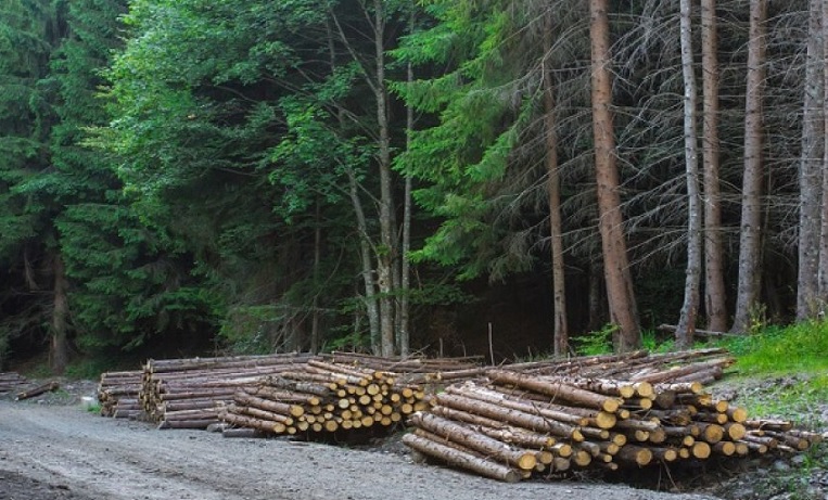 Ungaria autorizează tăierea pădurilor