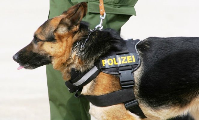 caine politist austria