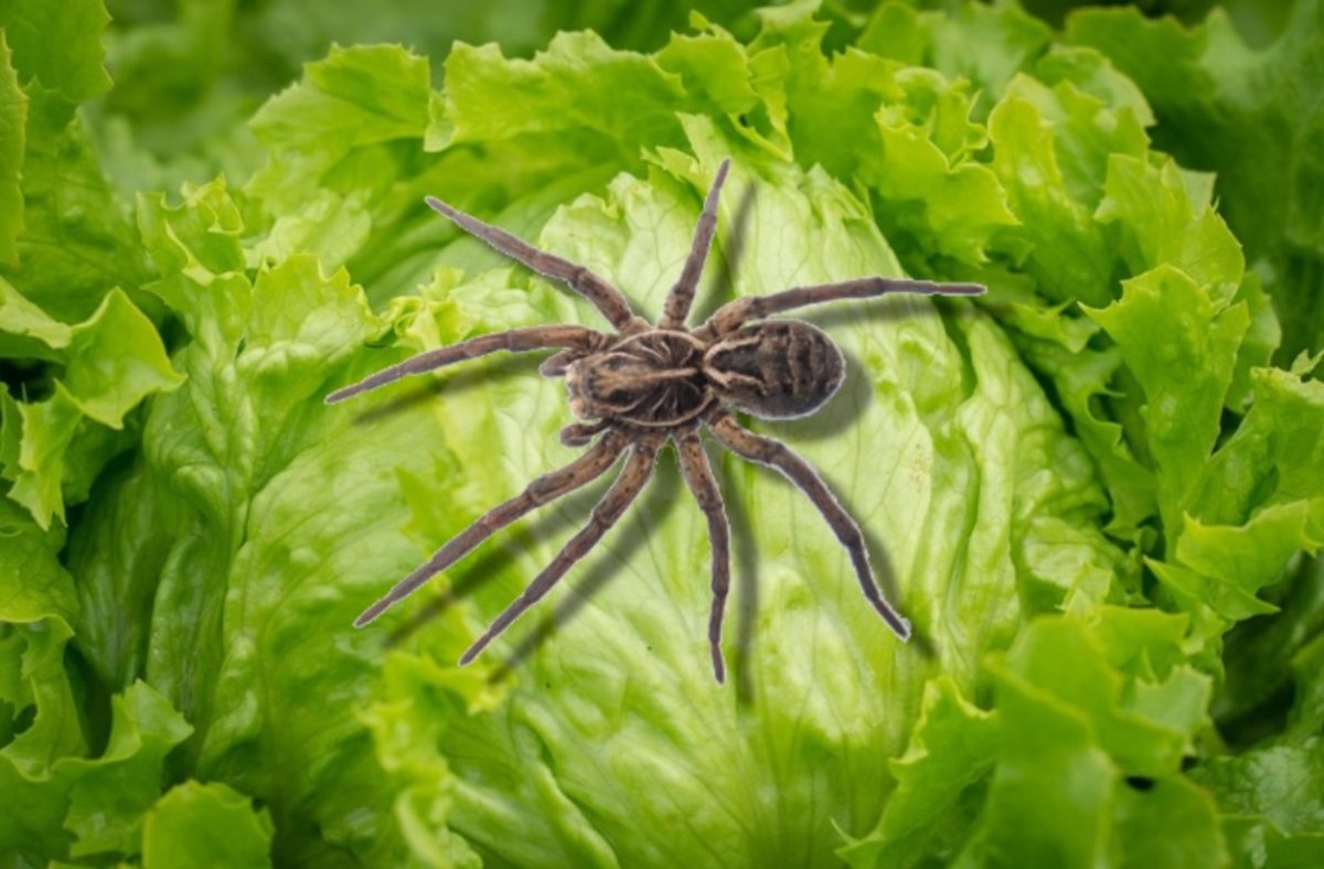 Păianjen-lup găsit într-o salată
