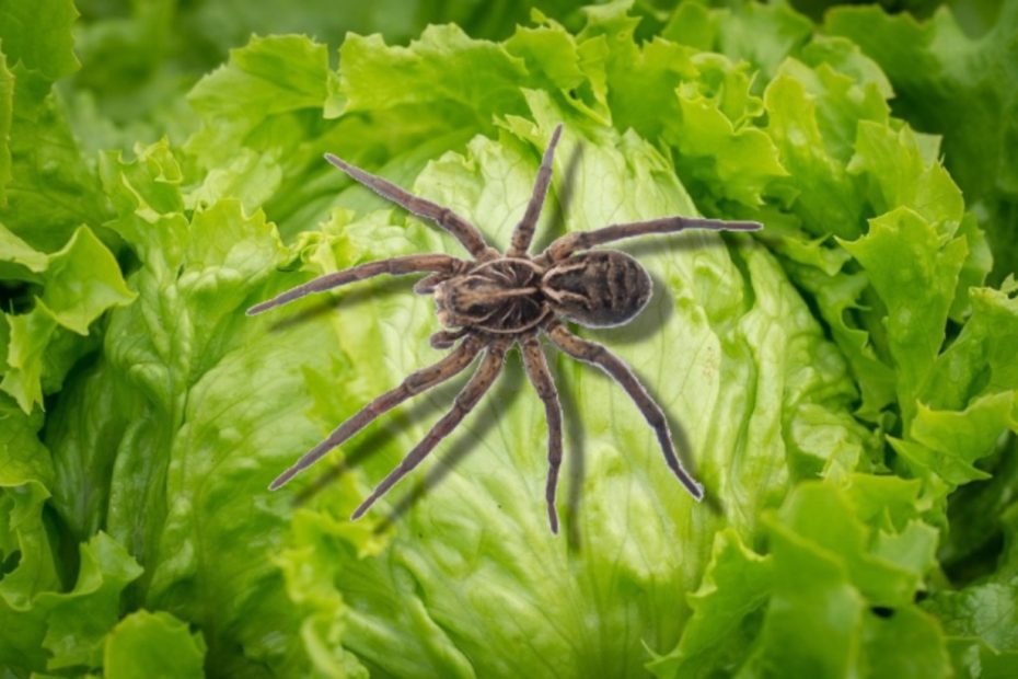 Păianjen-lup găsit într-o salată