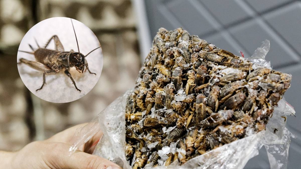Lidl și alte supermarketuri vor vinde produse cu făină de greier și alte insecte  