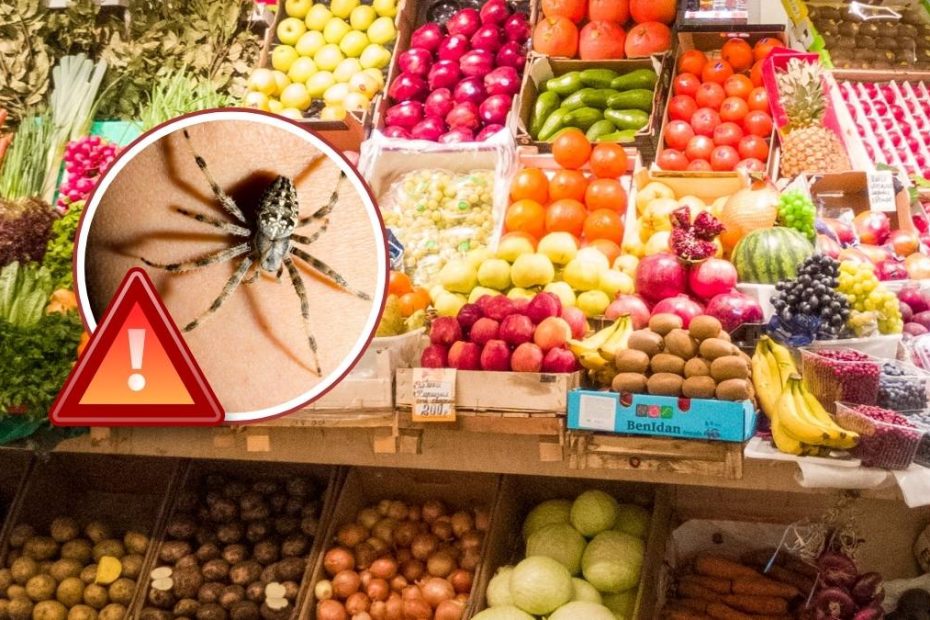 Viena păianjeni veninoși cutie supermarket