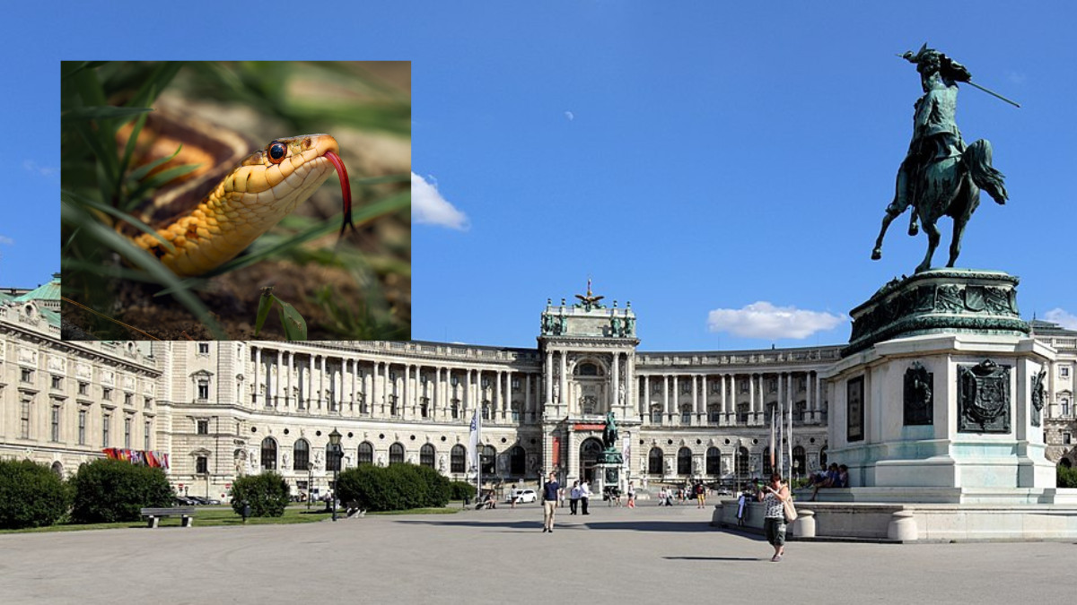 Animale exotice pe străzi în Viena