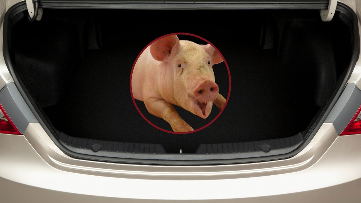 Români condamnați pentru furtul și uciderea unui porc în Austria