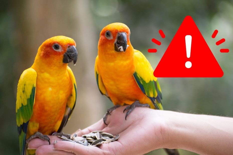 Alertă OMS boala papagalului în Austria