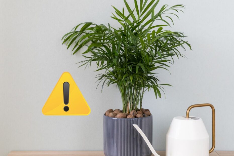 plante minune împotriva mucegaiului