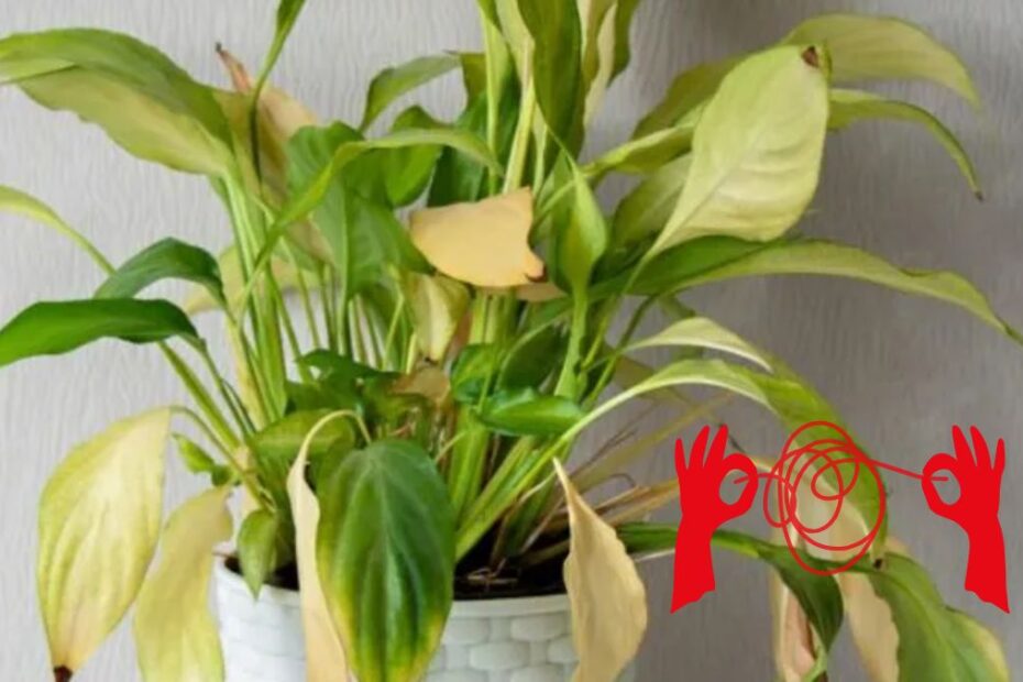 stresul la plantele de interior