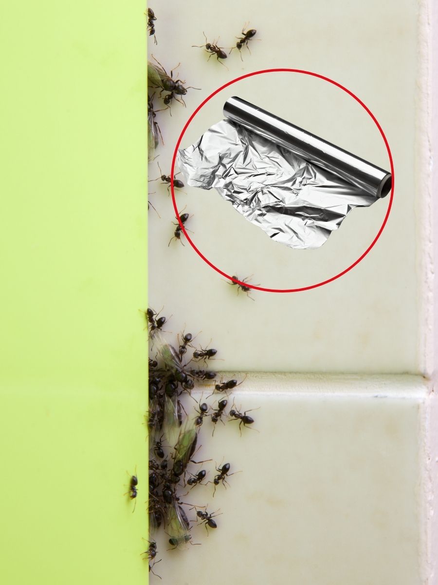 cel mai bun truc cu folie de aluminiu împotriva insectelor