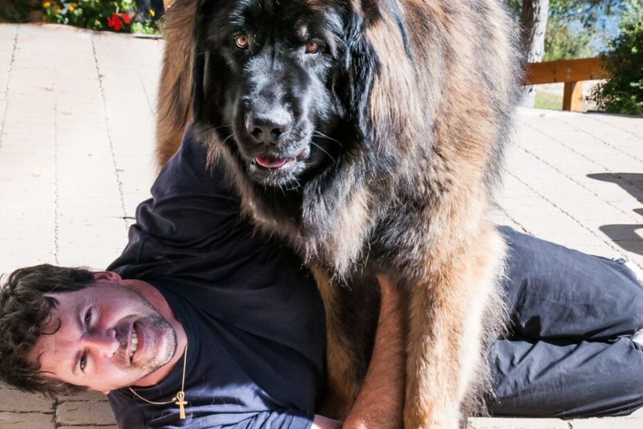 Fiecare proprietar de câine trebuie să urmeze acest curs foto câine și stăpân