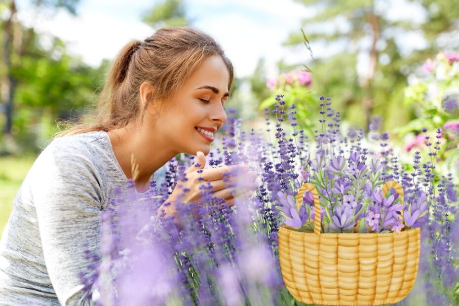 Lavanda magia mov a grădinilor tale foto femeie adulmecă parfumul florilor de lavandă