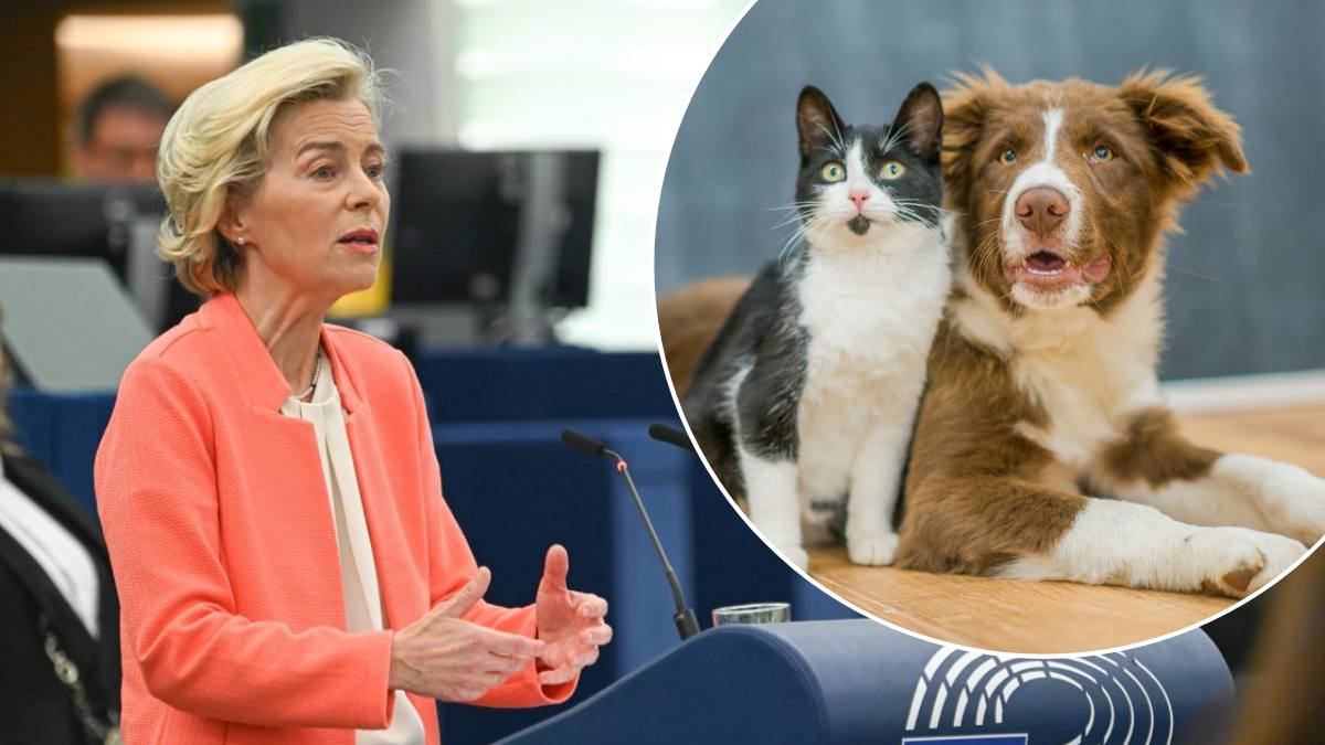 UE vrea microciparea câinilor și pisicilor