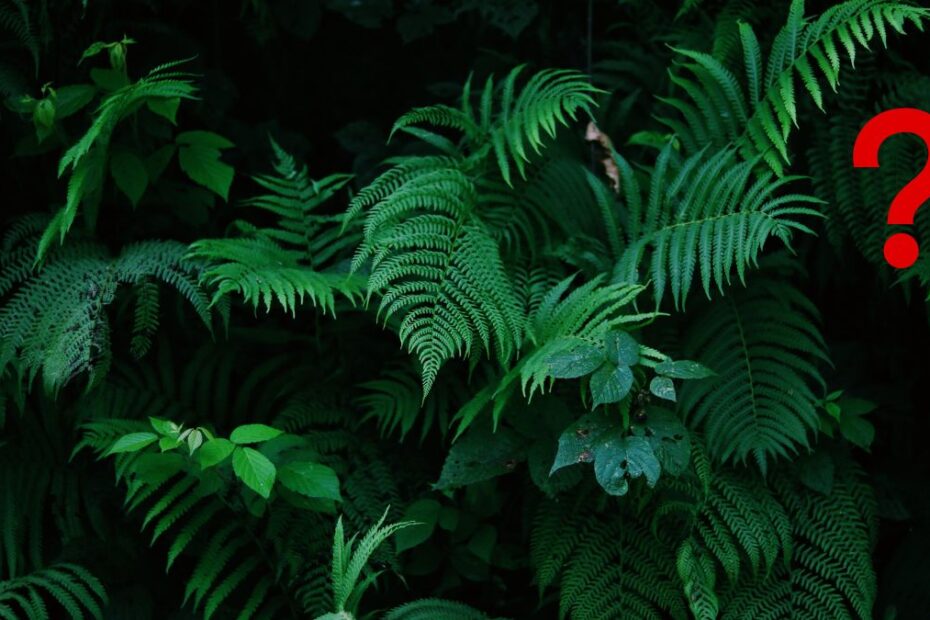 Planta care atrage căpuşele