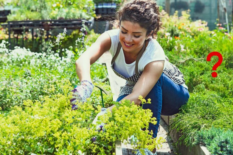 Metoda japoneză de a îngriji plantele