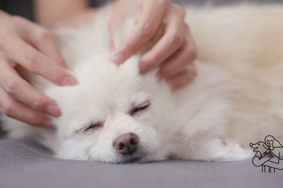 Mângâierea unui câine