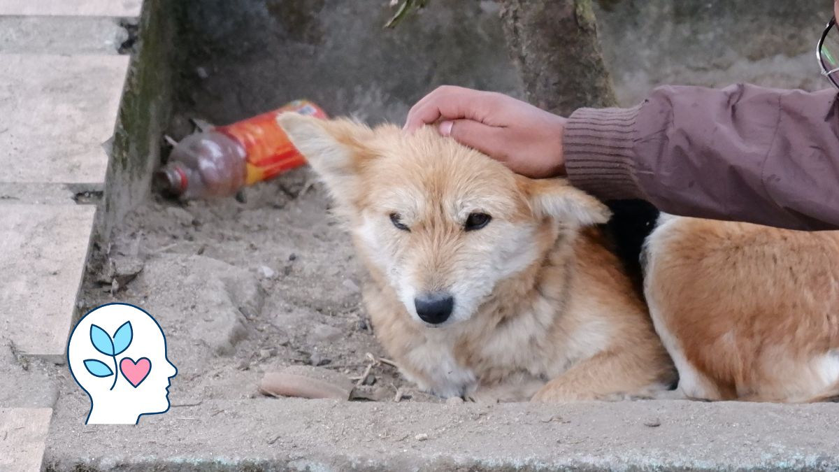Mângâierea unui câine