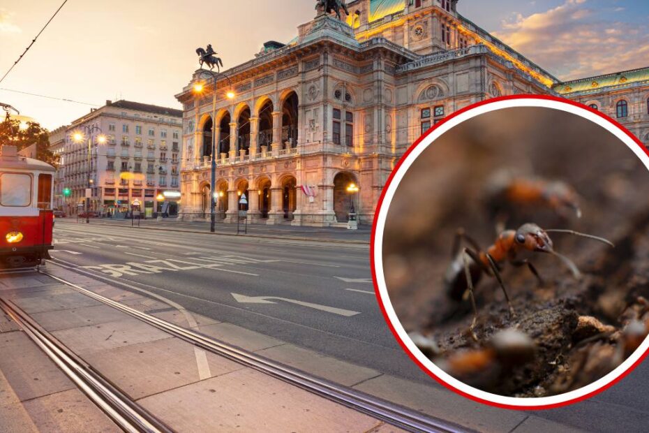 furnici probleme austria