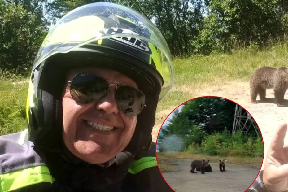 Puii orfani ai ursoaicei uciseTransfăgărășan ignorați autorități