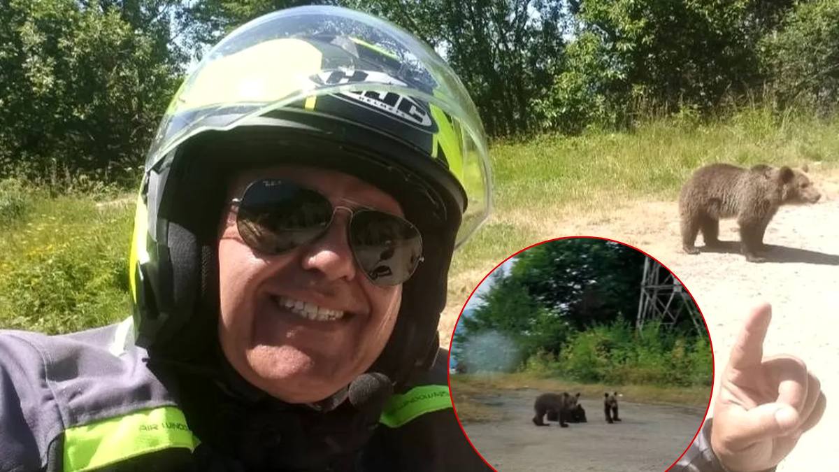 Puii orfani ai ursoaicei uciseTransfăgărășan ignorați autorități