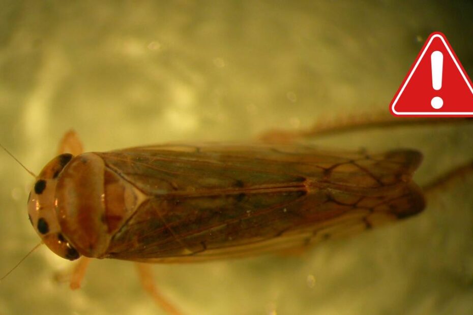 boala ungaria