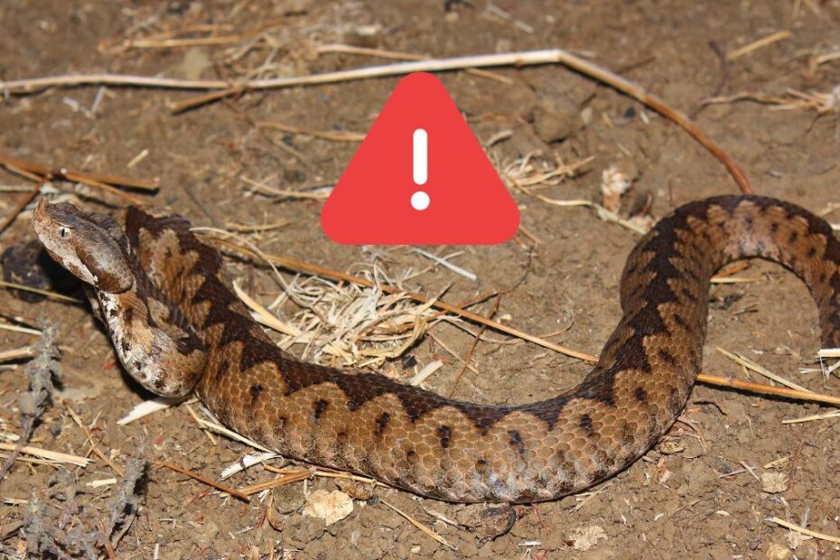 copil vipera