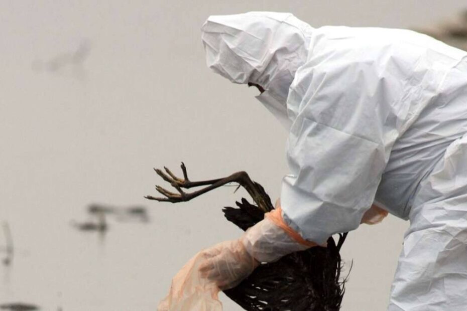 Gripa aviară a ajuns în Austria