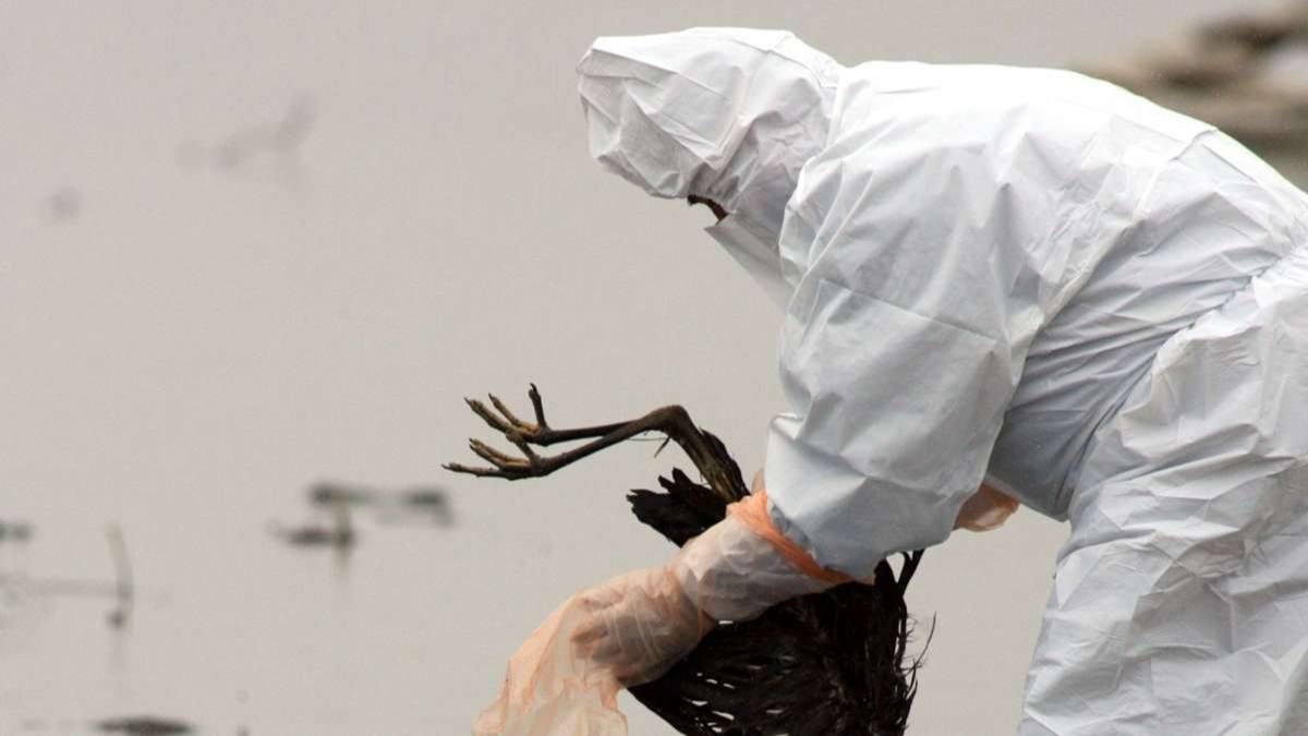 Gripa aviară a ajuns în Austria