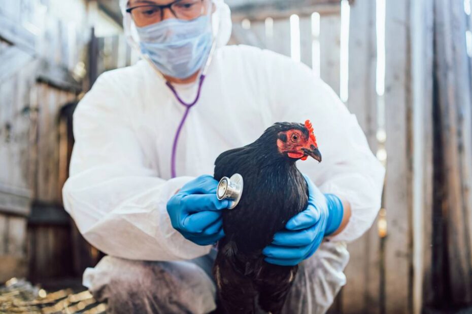 Gripa aviară s-a transmis la oameni pentru prima dată - Potrivit autorităților, o persoană din SUA a fost infectată cu subtipul H5N5 al gripei aviare. Bărbatul din zona Grays Harbor din statul Washington a fost testat pozitiv pentru virus după ce a fost spitalizat cu simptome asemănătoare gripei la începutul acestei luni. Este primul caz confirmat al acestei tulpini la oameni, a anunțat Departamentul de Sănătate al statului în weekend. Anterior, fusese detectată doar la animale.