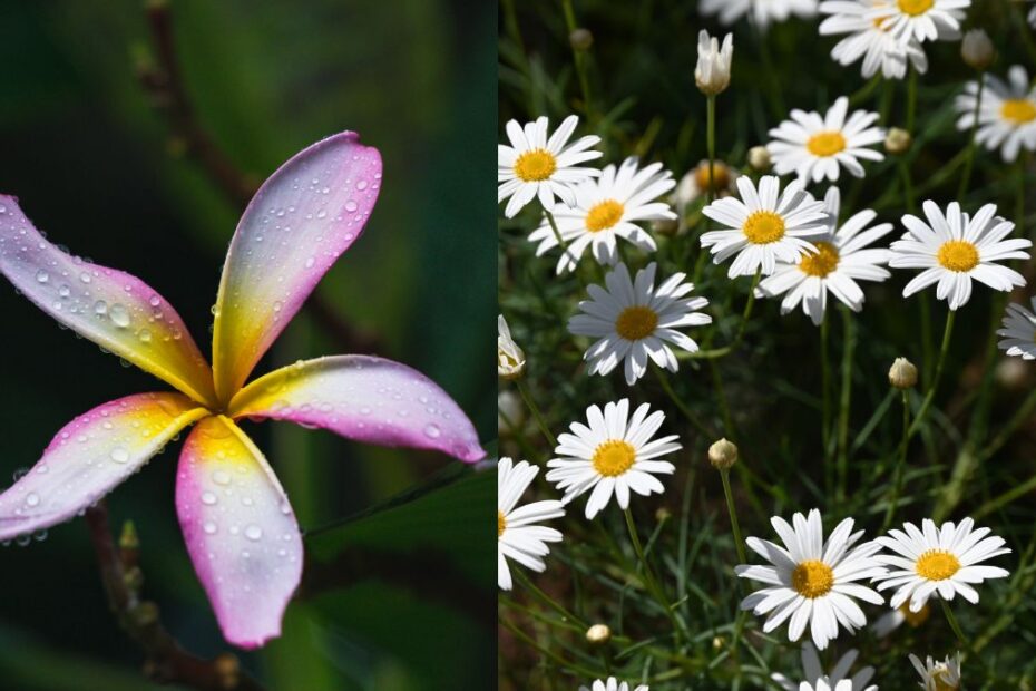 floarea pasiunii reduce stresul și hipertensiunea