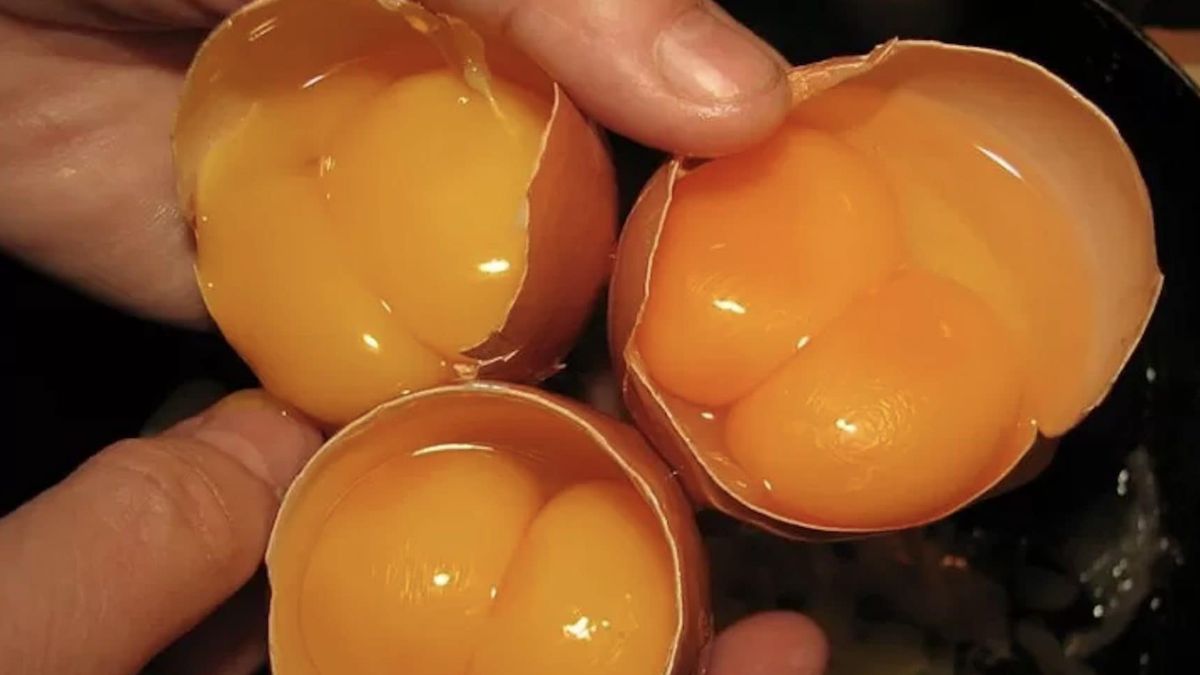 ouă cu două gălbenușuri în loc de unul