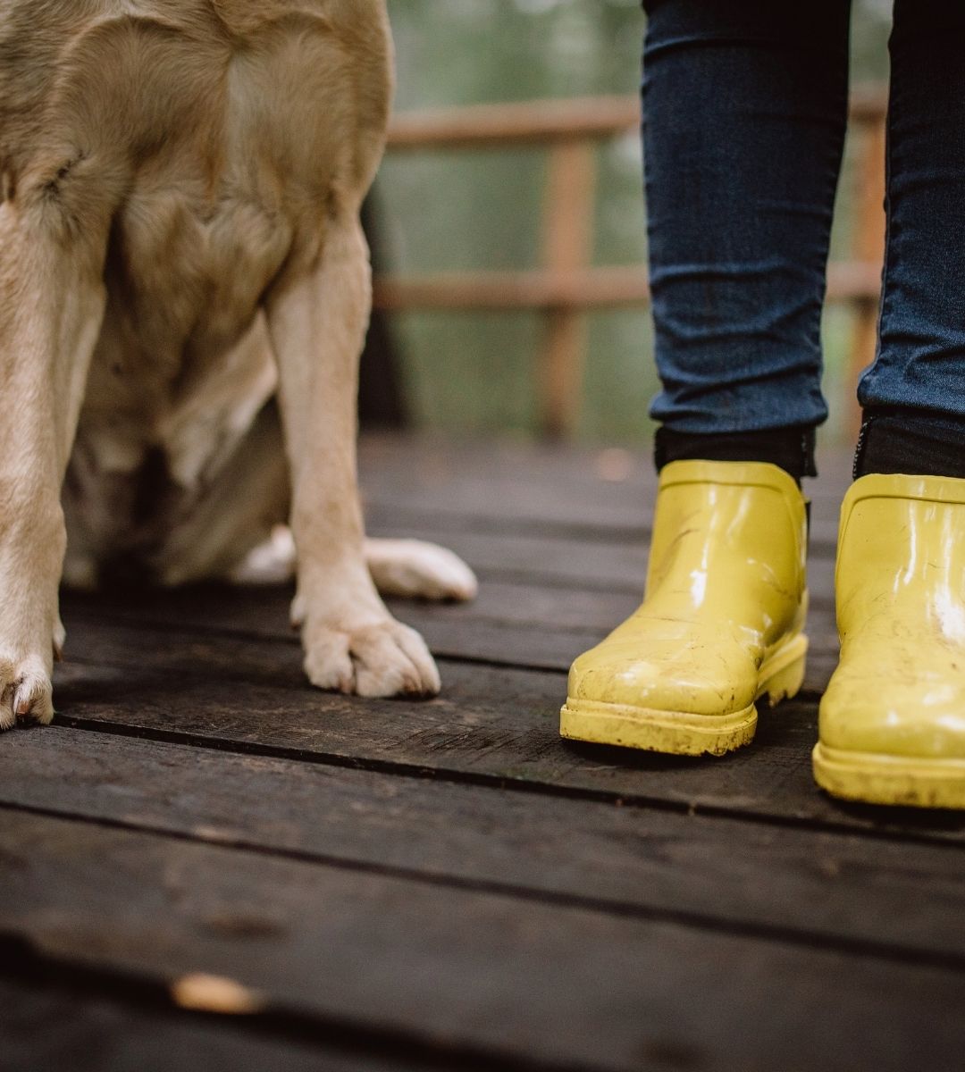câinele te urmărește mereu peste tot