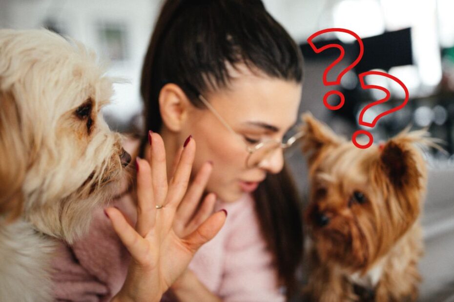 câinele te urmărește mereu peste tot