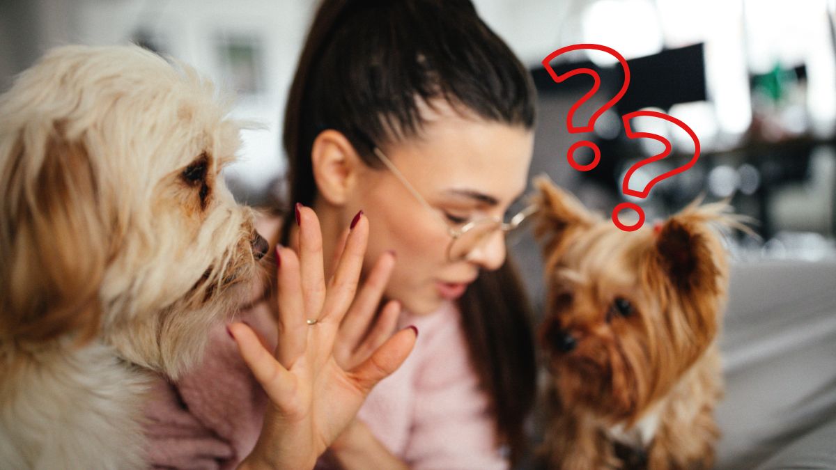 câinele te urmărește mereu peste tot