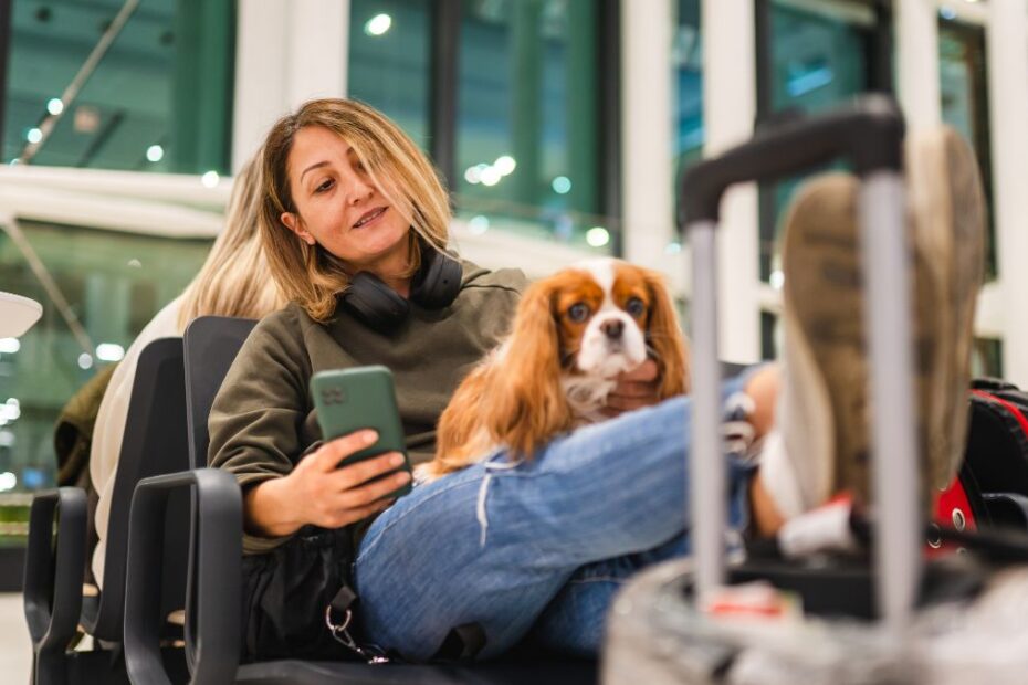 pașaport european animale companie